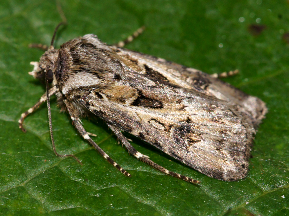 Bild Nr.10356 zum Vergrößern klicken Bild Nr.10356