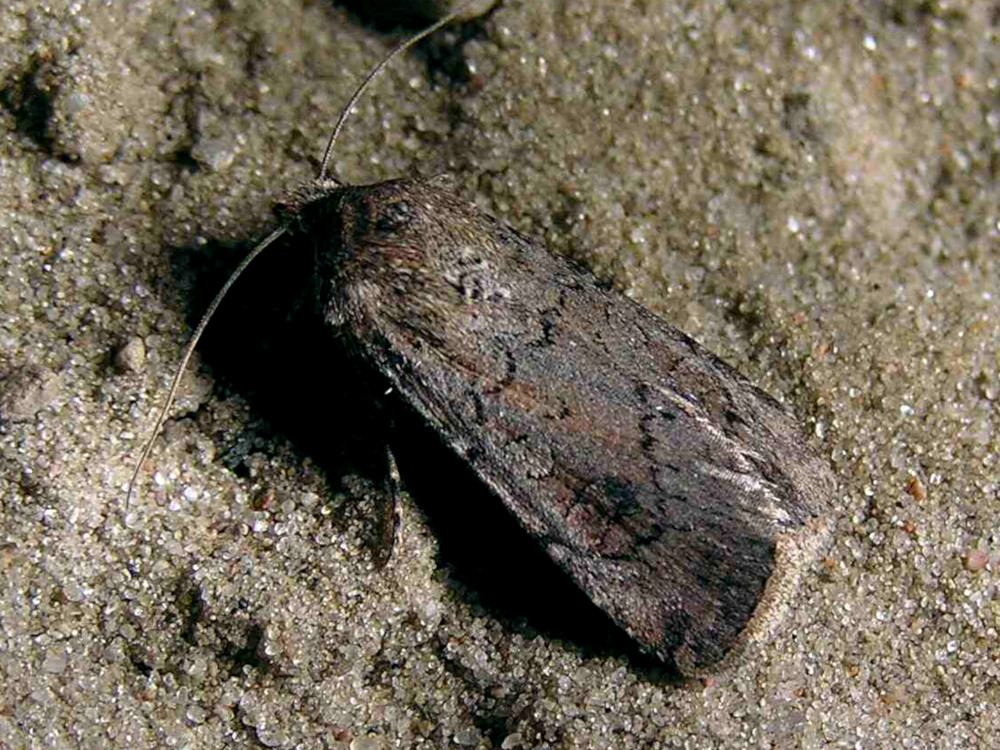 Bild Nr.10360 zum Vergrößern klicken Bild Nr.10360