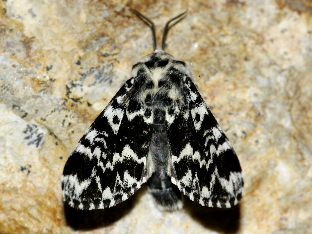 Bild Nr.10368 zum Vergrößern klicken Bild Nr.10368