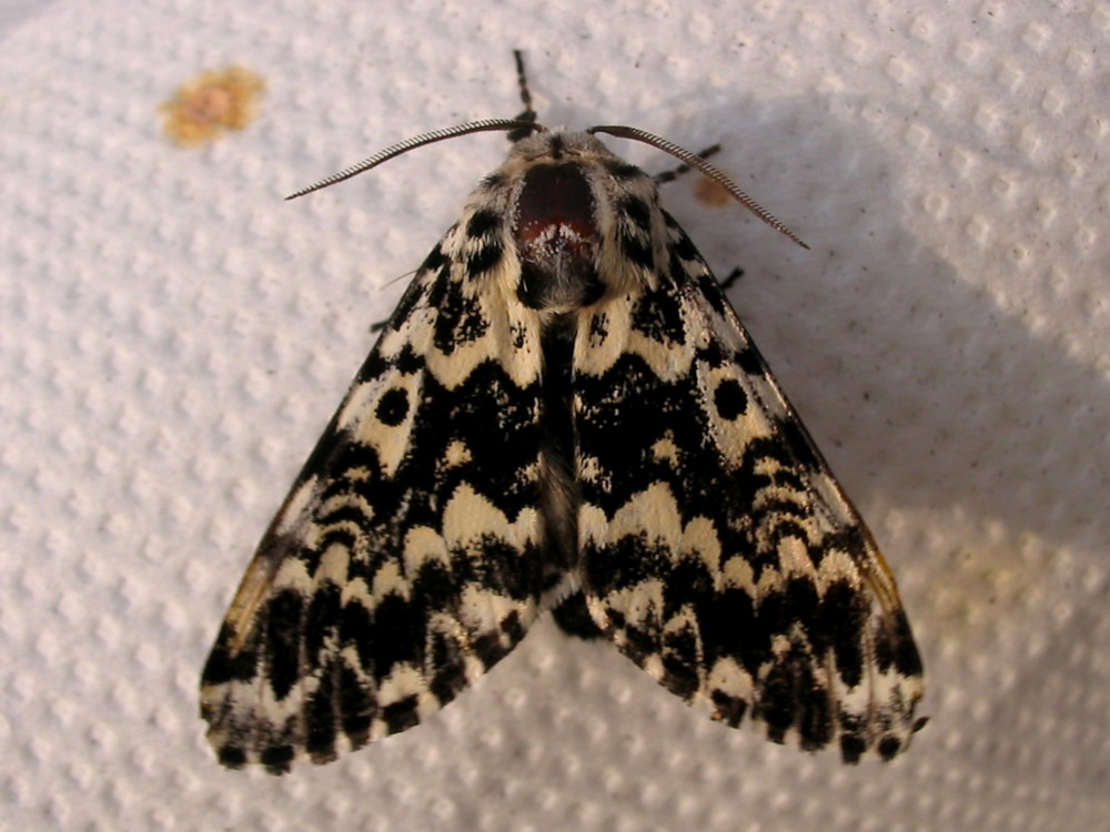 Bild Nr.10368 zum Vergrößern klicken Bild Nr.10368