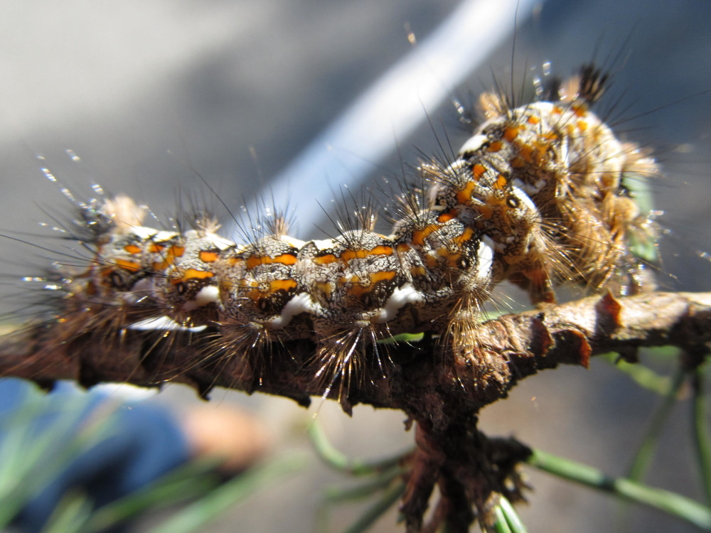 Bild Nr.10368 zum Vergrößern klicken Bild Nr.10368