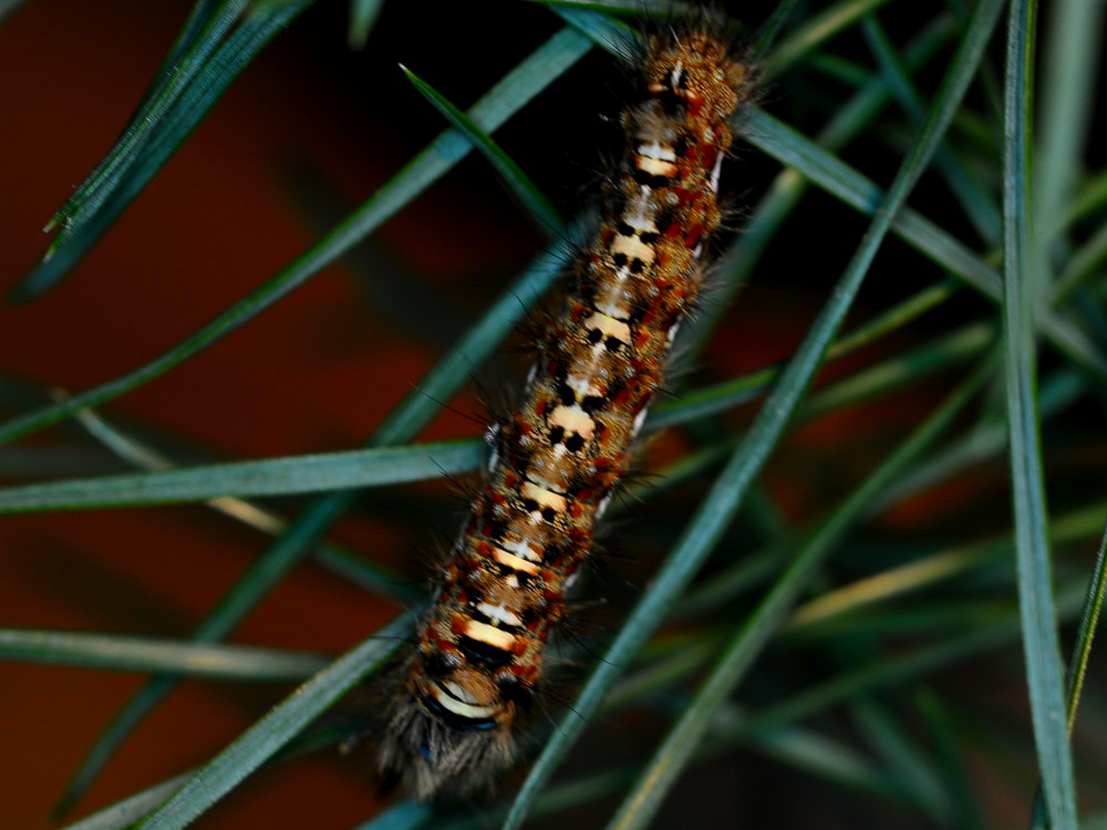 Bild Nr.10368 zum Vergrößern klicken Bild Nr.10368