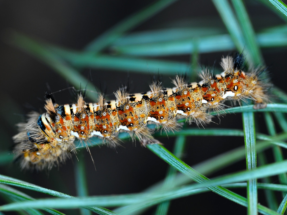 Bild Nr.10368 zum Vergrößern klicken Bild Nr.10368