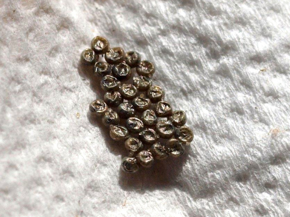 Bild Nr.10368 zum Vergrößern klicken Bild Nr.10368