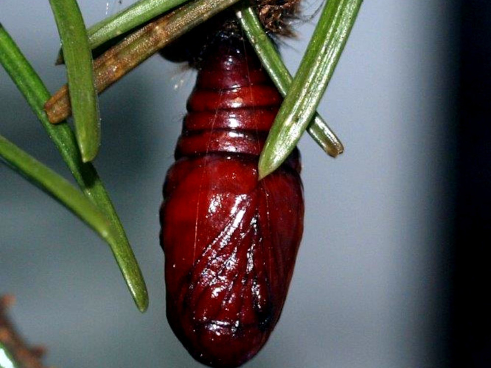 Bild Nr.10368 zum Vergrößern klicken Bild Nr.10368