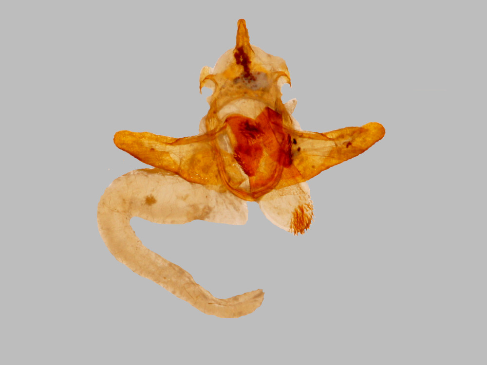 Bild Nr.10372 zum Vergrößern klicken Bild Nr.10372