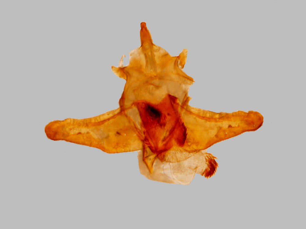 Bild Nr.10372 zum Vergrößern klicken Bild Nr.10372