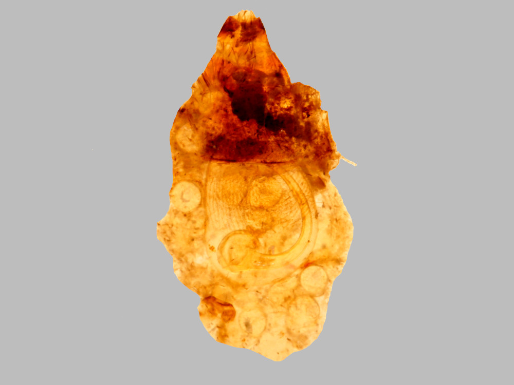 Bild Nr.10372 zum Vergrößern klicken Bild Nr.10372