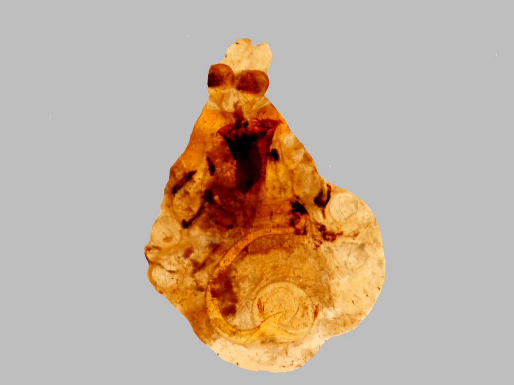 Bild Nr.10372 zum Vergrößern klicken Bild Nr.10372