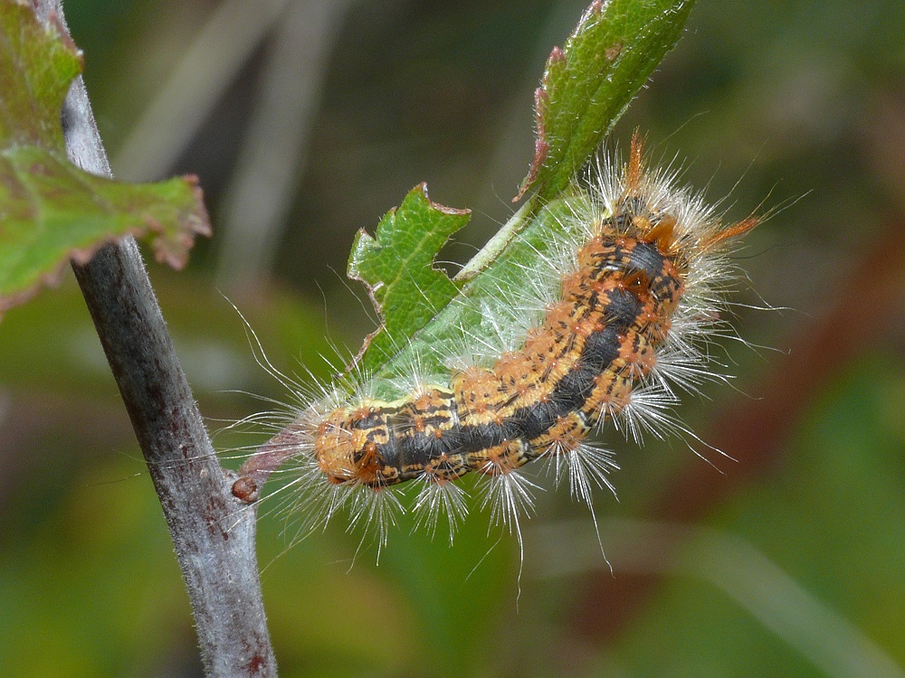 Bild Nr.10372 zum Vergrößern klicken Bild Nr.10372