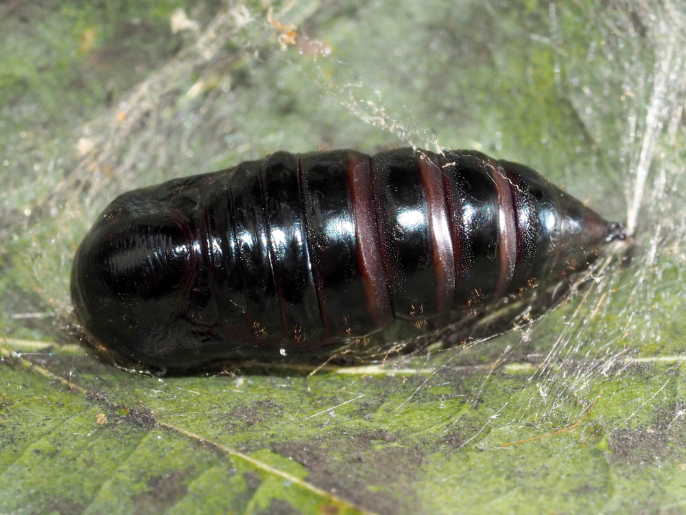 Bild Nr.10372 zum Vergrößern klicken Bild Nr.10372