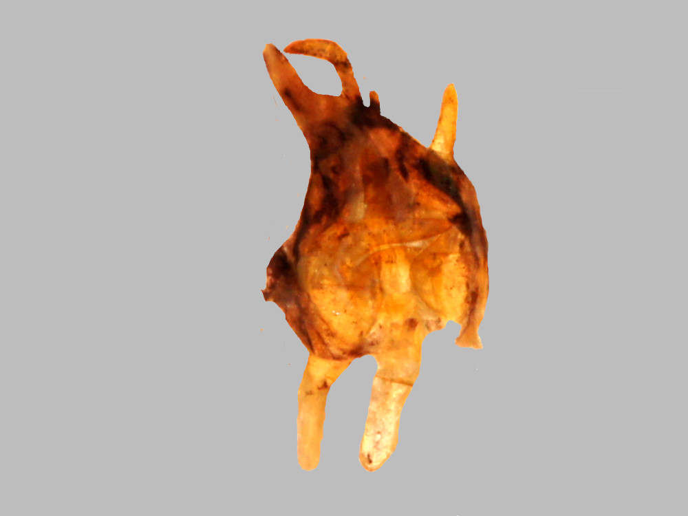 Bild Nr.10375 zum Vergrößern klicken Bild Nr.10375