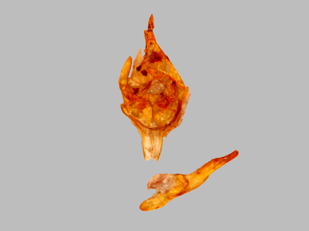 Bild Nr.10375 zum Vergrößern klicken Bild Nr.10375