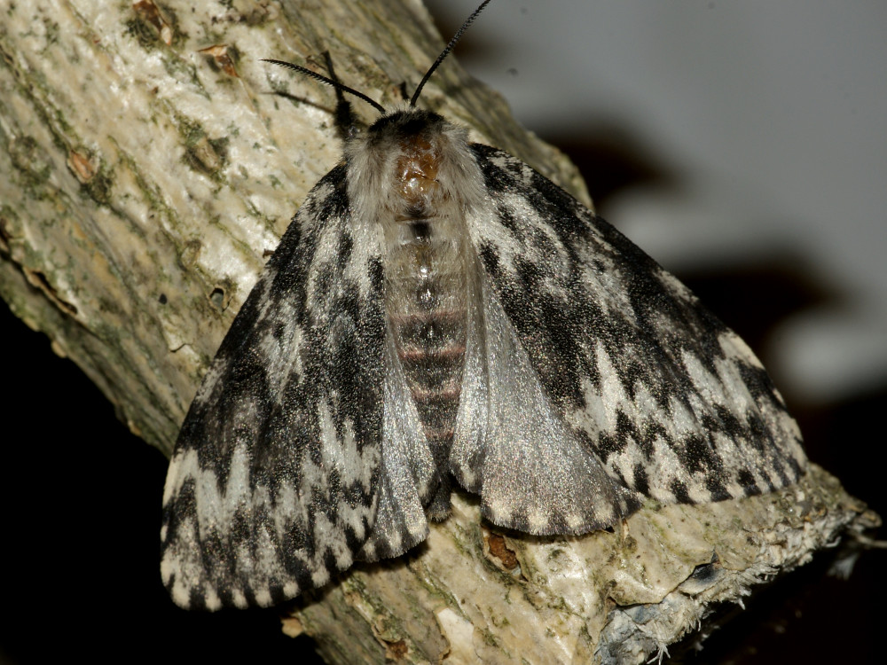 Bild Nr.10375 zum Vergrößern klicken Bild Nr.10375