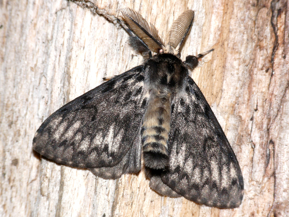 Bild Nr.10375 zum Vergrößern klicken Bild Nr.10375
