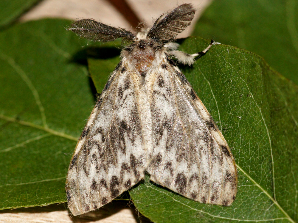 Bild Nr.10375 zum Vergrößern klicken Bild Nr.10375