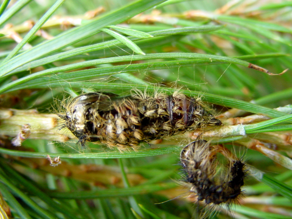 Bild Nr.10375 zum Vergrößern klicken Bild Nr.10375