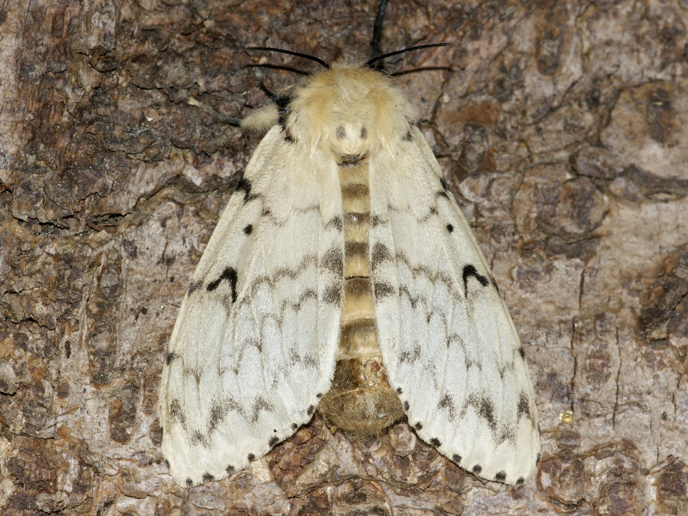 Bild Nr.10376 zum Vergrößern klicken Bild Nr.10376