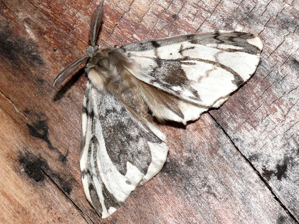 Bild Nr.10376 zum Vergrößern klicken Bild Nr.10376