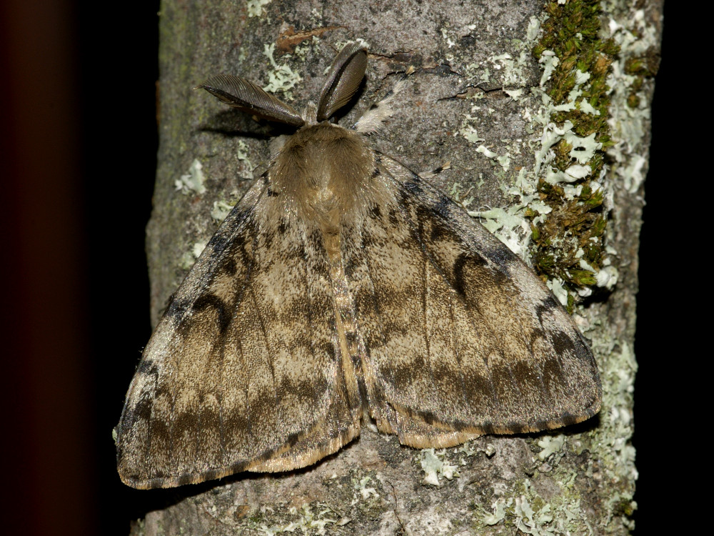 Bild Nr.10376 zum Vergrößern klicken Bild Nr.10376