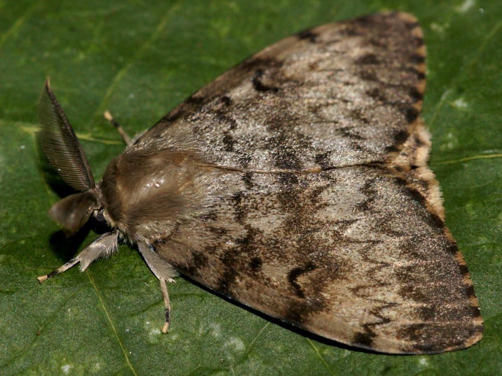 Bild Nr.10376 zum Vergrößern klicken Bild Nr.10376