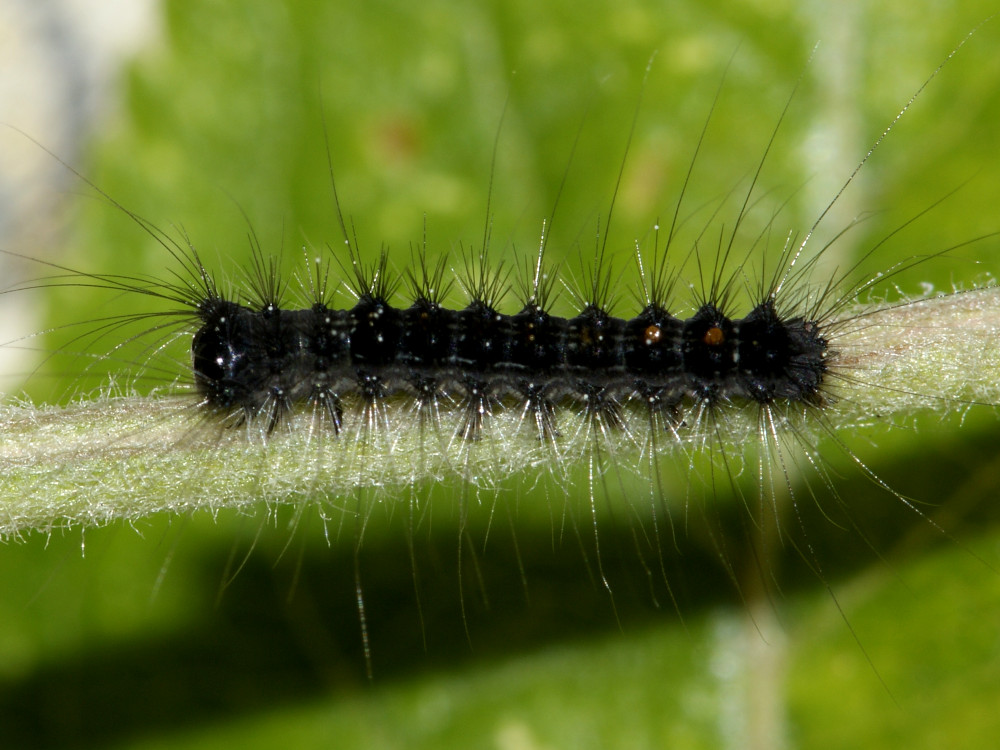 Bild Nr.10376 zum Vergrößern klicken Bild Nr.10376