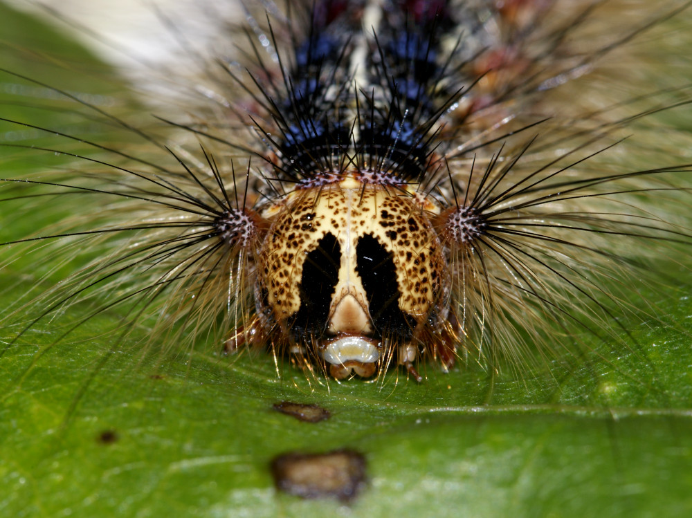 Bild Nr.10376 zum Vergrößern klicken Bild Nr.10376