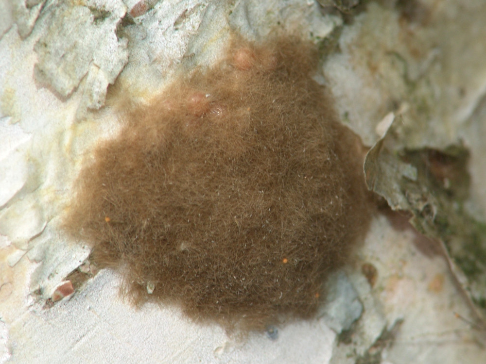 Bild Nr.10376 zum Vergrößern klicken Bild Nr.10376