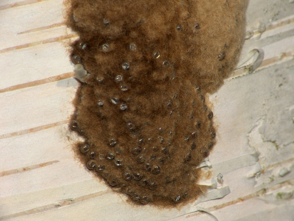 Bild Nr.10376 zum Vergrößern klicken Bild Nr.10376