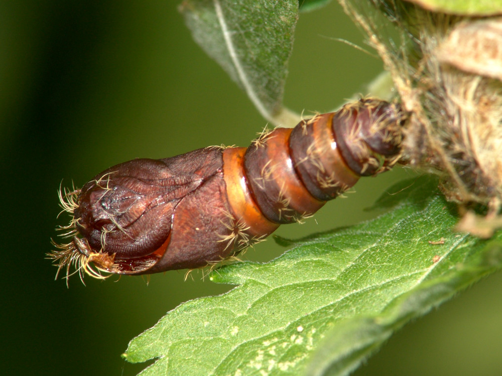 Bild Nr.10376 zum Vergrößern klicken Bild Nr.10376
