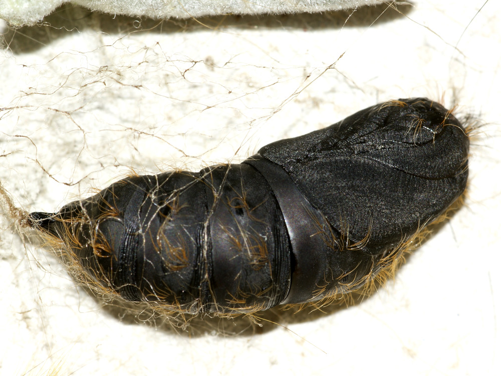 Bild Nr.10376 zum Vergrößern klicken Bild Nr.10376