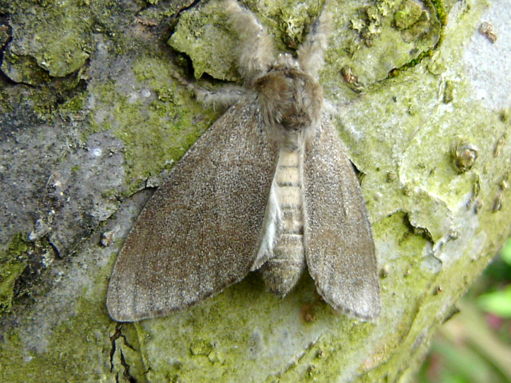 Bild Nr.10387 zum Vergrößern klicken Bild Nr.10387