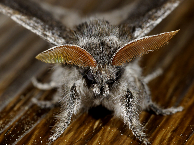 Bild Nr.10387 zum Vergrößern klicken Bild Nr.10387