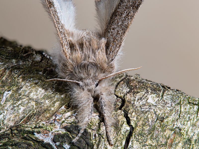 Bild Nr.10387 zum Vergrößern klicken Bild Nr.10387