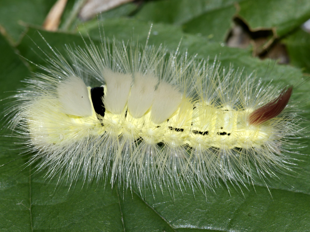 Bild Nr.10387 zum Vergrößern klicken Bild Nr.10387