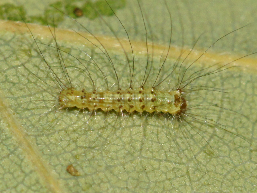 Bild Nr.10387 zum Vergrößern klicken Bild Nr.10387