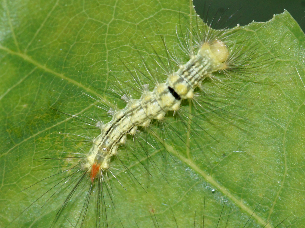 Bild Nr.10387 zum Vergrößern klicken Bild Nr.10387