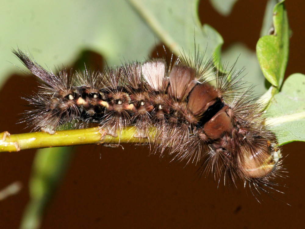 Bild Nr.10387 zum Vergrößern klicken Bild Nr.10387