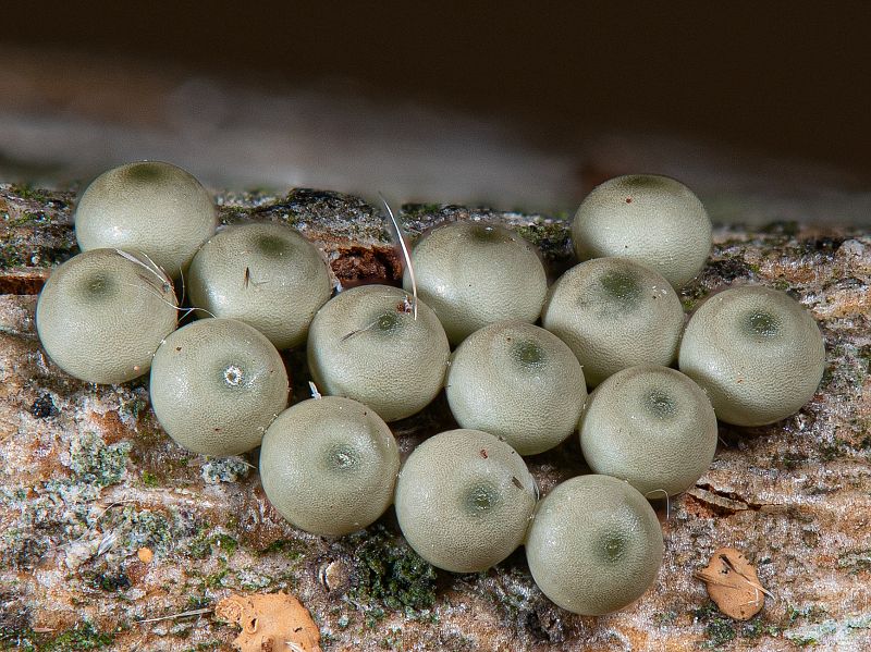 Bild Nr.10387 zum Vergrößern klicken Bild Nr.10387