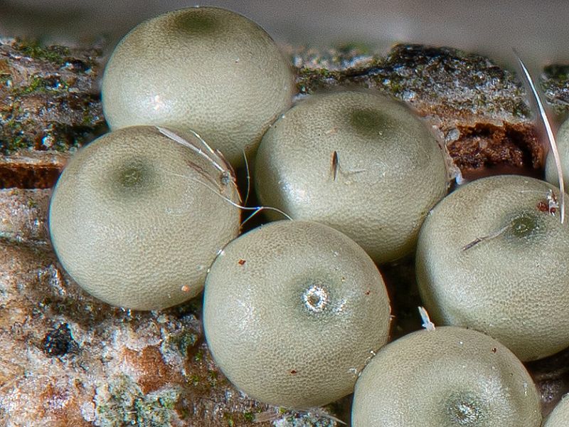 Bild Nr.10387 zum Vergrößern klicken Bild Nr.10387