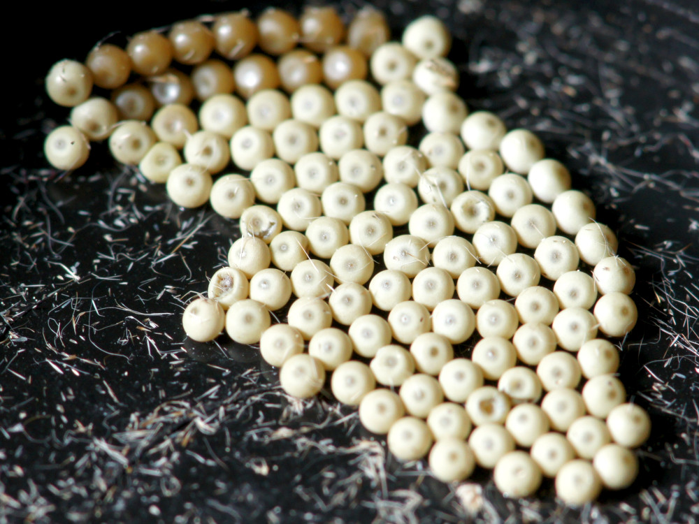 Bild Nr.10387 zum Vergrößern klicken Bild Nr.10387