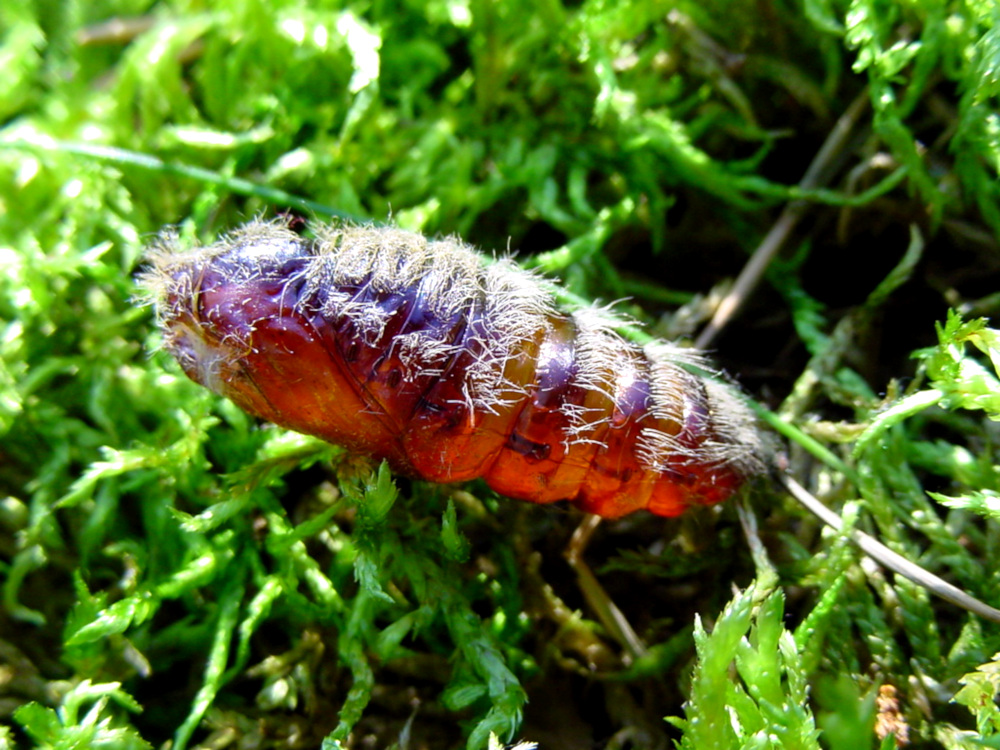 Bild Nr.10387 zum Vergrößern klicken Bild Nr.10387