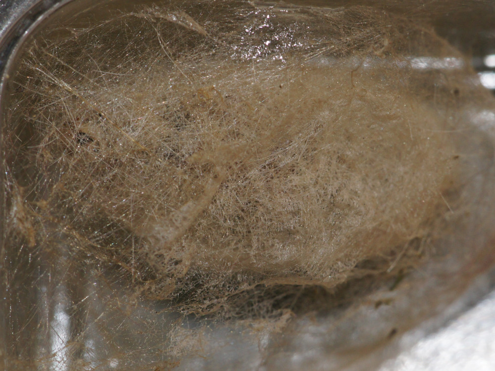 Bild Nr.10387 zum Vergrößern klicken Bild Nr.10387