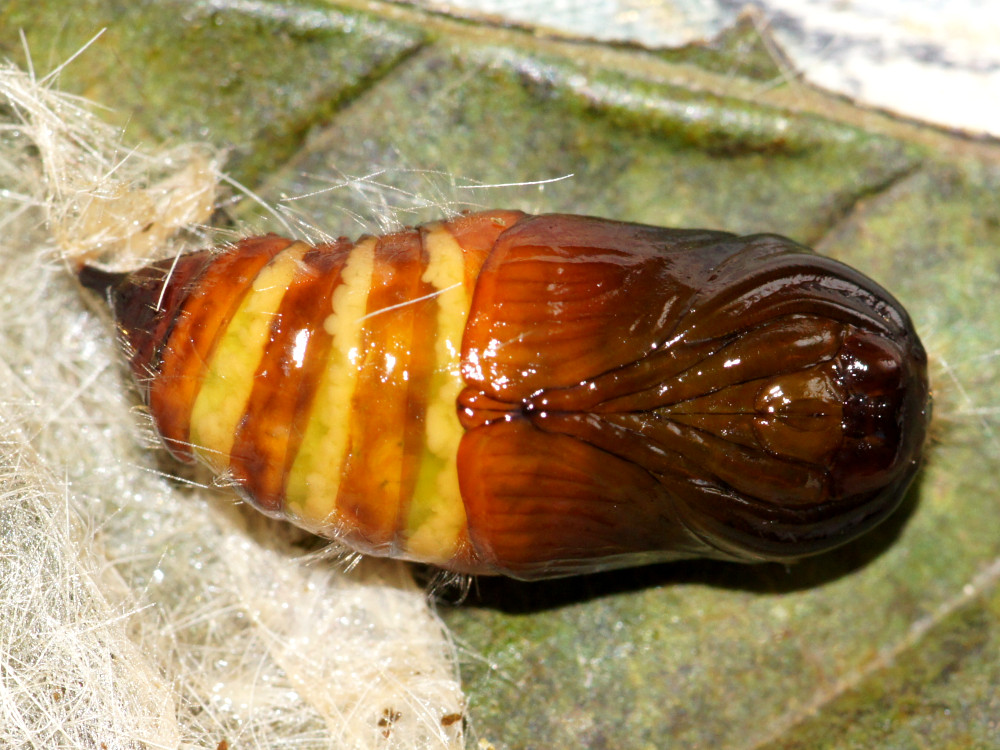 Bild Nr.10387 zum Vergrößern klicken Bild Nr.10387