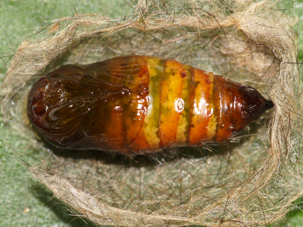 Bild Nr.10387 zum Vergrößern klicken Bild Nr.10387