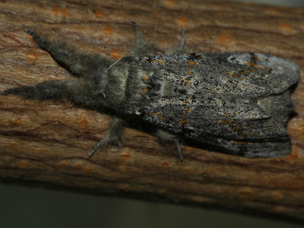 Bild Nr.10392 zum Vergrößern klicken Bild Nr.10392