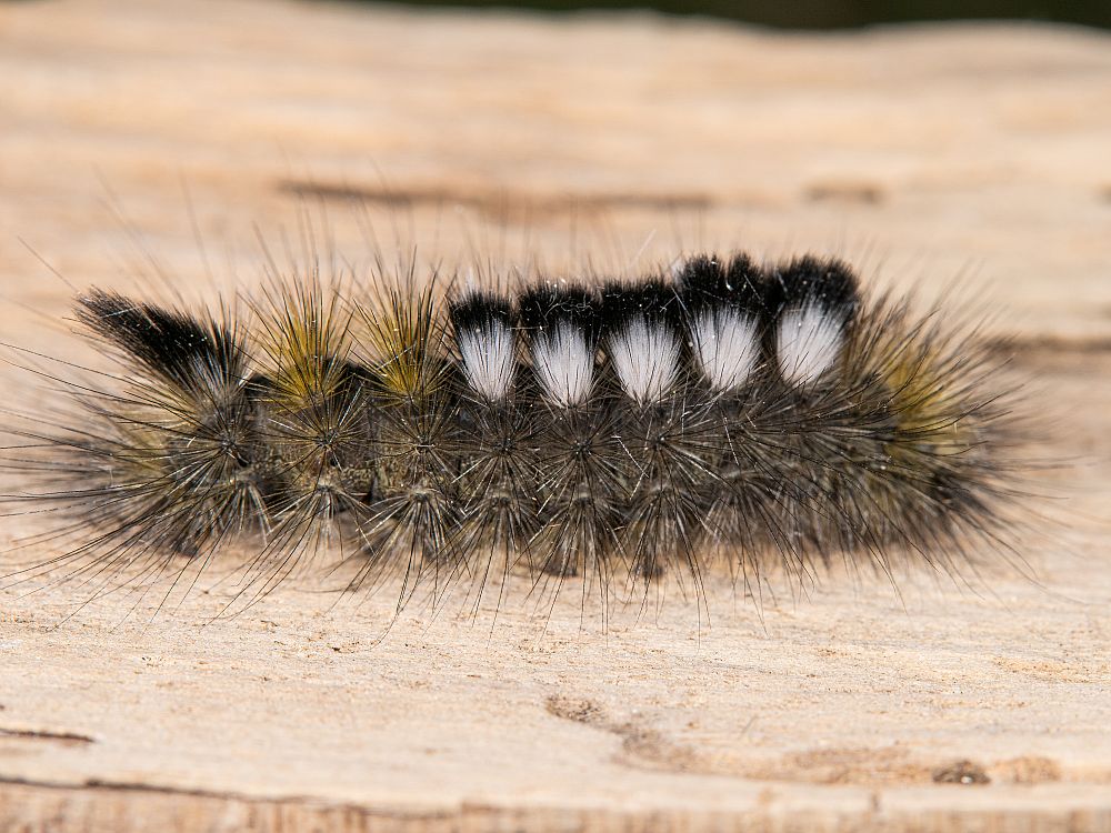 Bild Nr.10392 zum Vergrößern klicken Bild Nr.10392