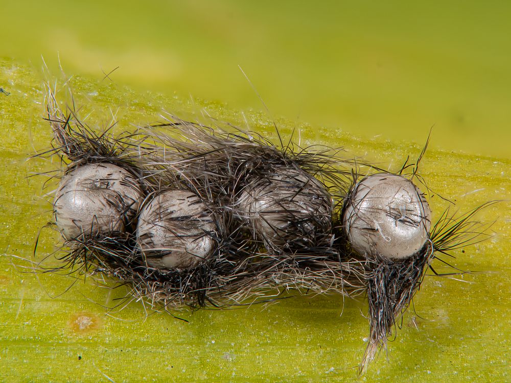 Bild Nr.10392 zum Vergrößern klicken Bild Nr.10392