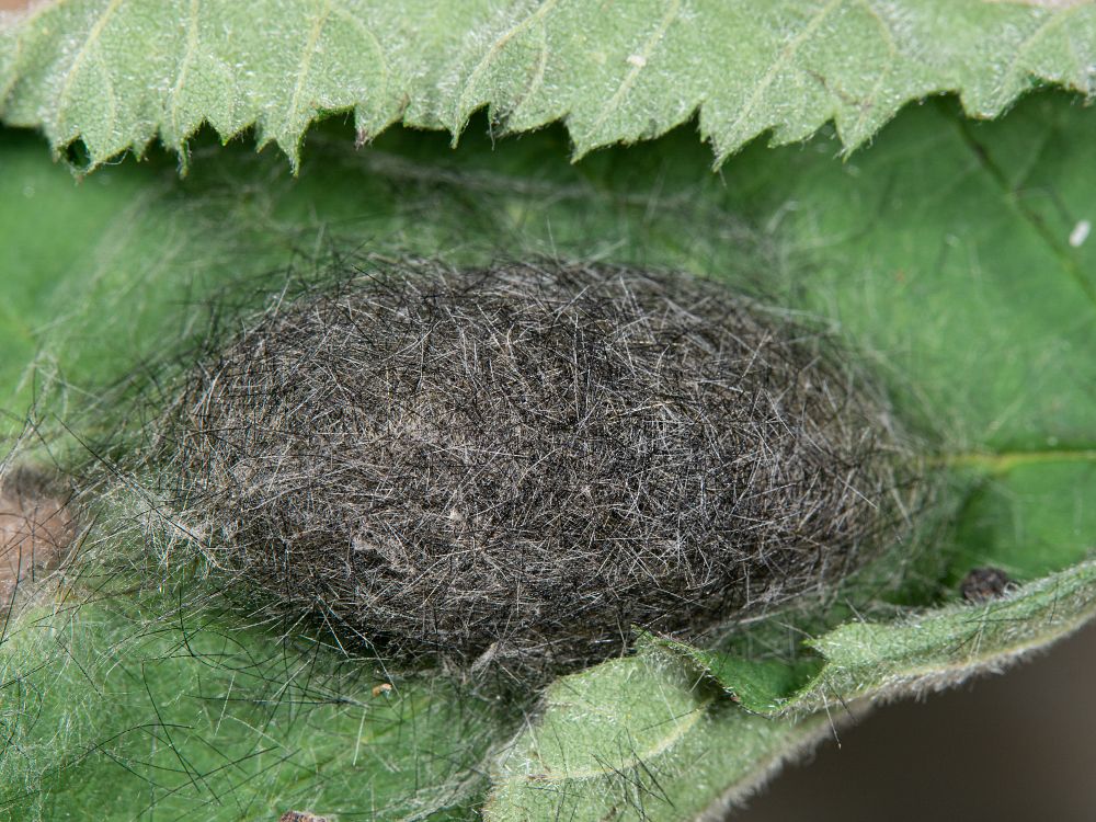 Bild Nr.10392 zum Vergrößern klicken Bild Nr.10392