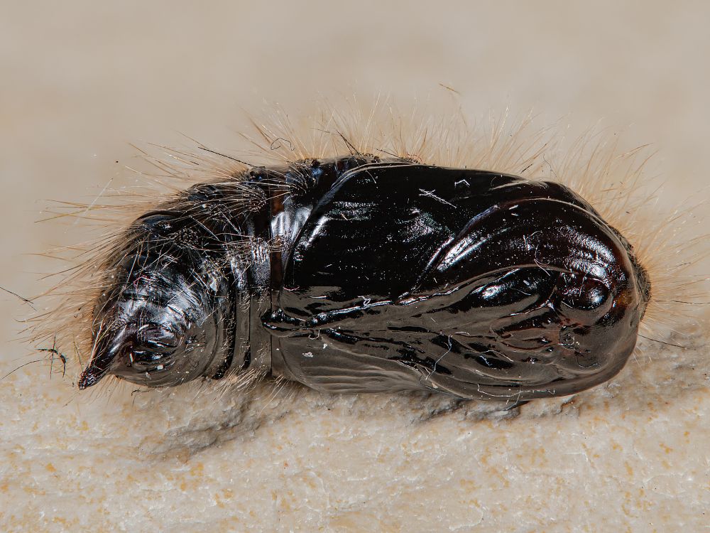 Bild Nr.10392 zum Vergrößern klicken Bild Nr.10392